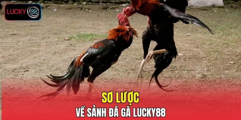 Sơ lược về sảnh đá gà LUCKY88 Sơ lược về sảnh đá gà LUCKY88