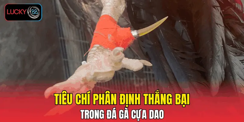 Tiêu chí phân định thắng bại trong đá gà cựa dao Tiêu chí phân định thắng bại trong đá gà cựa dao